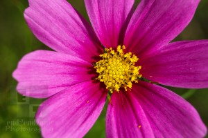 Canon EOS REBEL SL1, ISO 100, 1/400s ƒ/7.1, 55mm+21mm