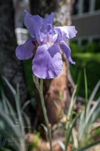 Fleur de Lys
