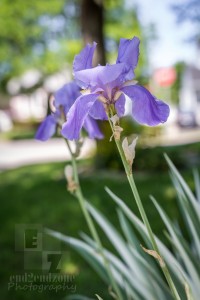 Fleur de Lys